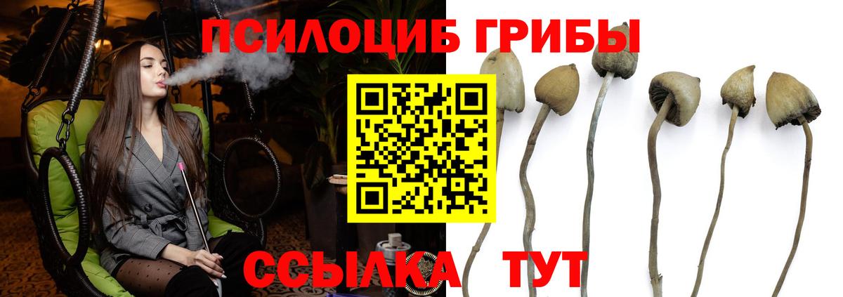 Усть-Кут  Галлюциногенные грибы Psilocybe  Галлюциногенные грибы Psilocybine cubensis  Вход с VPN 